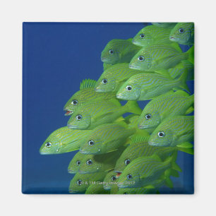 Imán Escuela de arbustos de arbustos y granos marginale