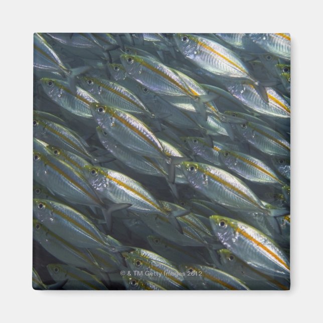 Imán Escuela de carros amarillos (Carangoides) (Frente)