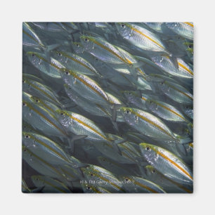 Imán Escuela de los enchufes amarillos (Carangoides)