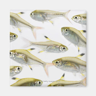 Imán Escuela de los tetra pescados de la radiografía