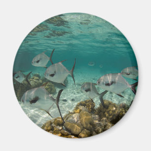 Imán Escuela de peces permitidos