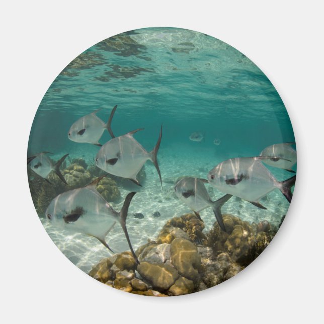 Imán Escuela de peces permitidos (Frente)