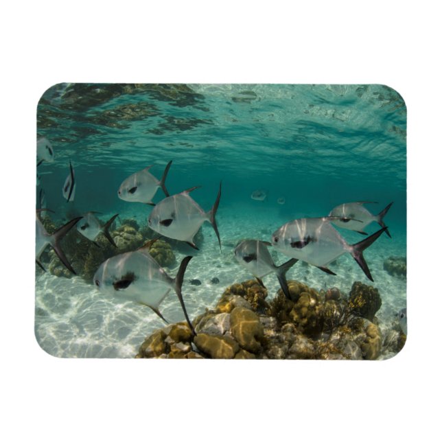 Imán Escuela de peces permitidos (Horizontal)