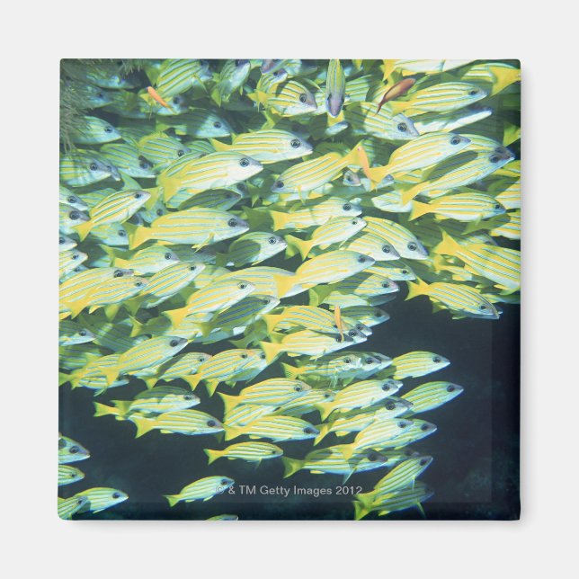 Imán Escuela de Pescado (Frente)