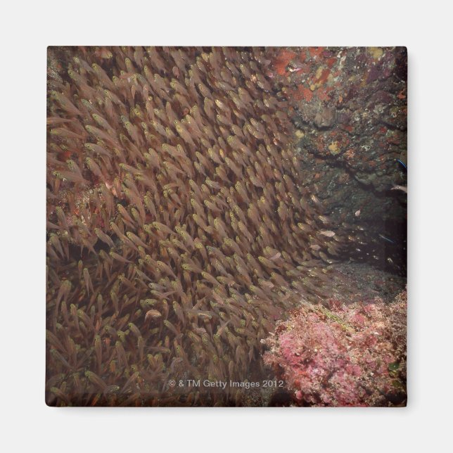 Imán Escuela de Pescado 2 (Frente)