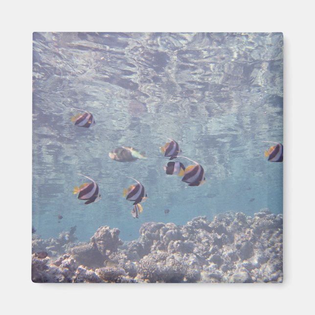 Imán Escuela de Pescado 3 (Frente)