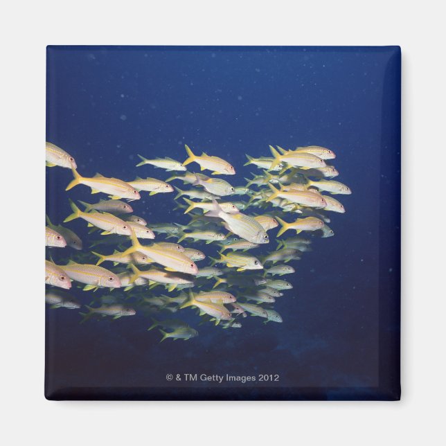 Imán Escuela de Pescado 8 (Frente)