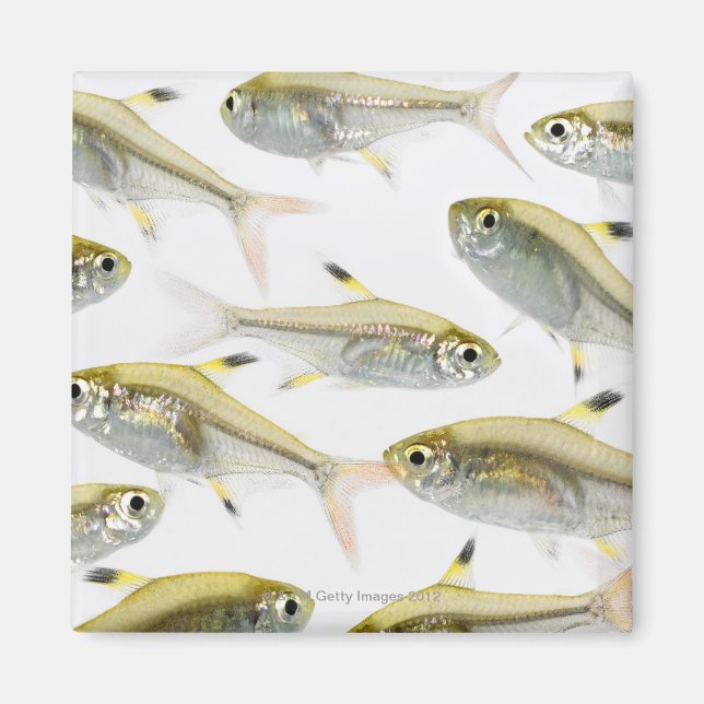 Imán Escuela de tetra de rayos X (Pristella) (Frente)