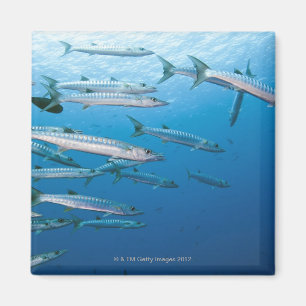 Imán Escuela del barracuda del blackfin (qenie del