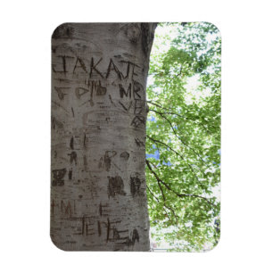 Imán Esculpida en una fotografía de la naturaleza de un