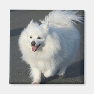 Imán Eskimo Magnet