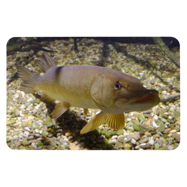 Imán Esox lucius (Horizontal)