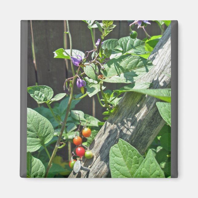 Imán Espalda agridulce (Solanum dulcamara) Magnet (Frente)