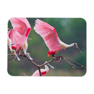 Imán Espátulas rosadas (Ajaia Ajaja) aterrizando