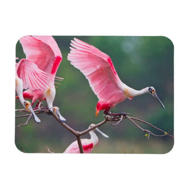 Imán Espátulas rosadas (Ajaia Ajaja) aterrizando (Horizontal)