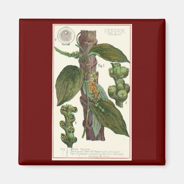 Imán Especias de hierbas aromáticas, planta de pimienta (Frente)