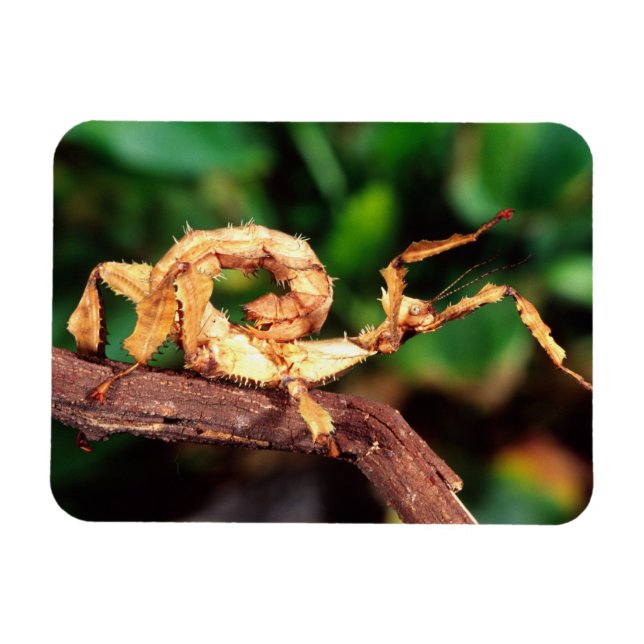 Imán Espectro de Macleay (insecto palo espinoso), (Horizontal)
