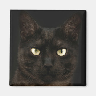 Imán Espeluznante gato negro