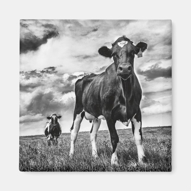 Imán Esperando el cultivo de BW (Frente)