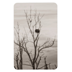 Imán Esperando por la vida