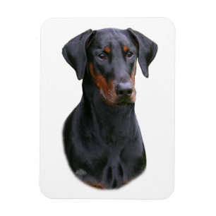 Imán espigado natural del negro del pinscher del