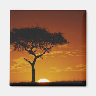 Imán Espina de los paraguas Acacia, Acacia tortilis,