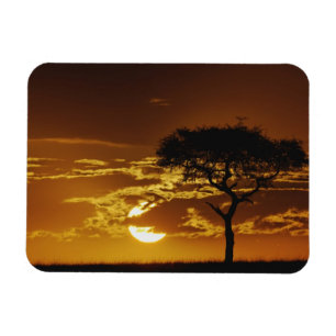 Imán Espina de los paraguas Acacia, Acacia tortilis,