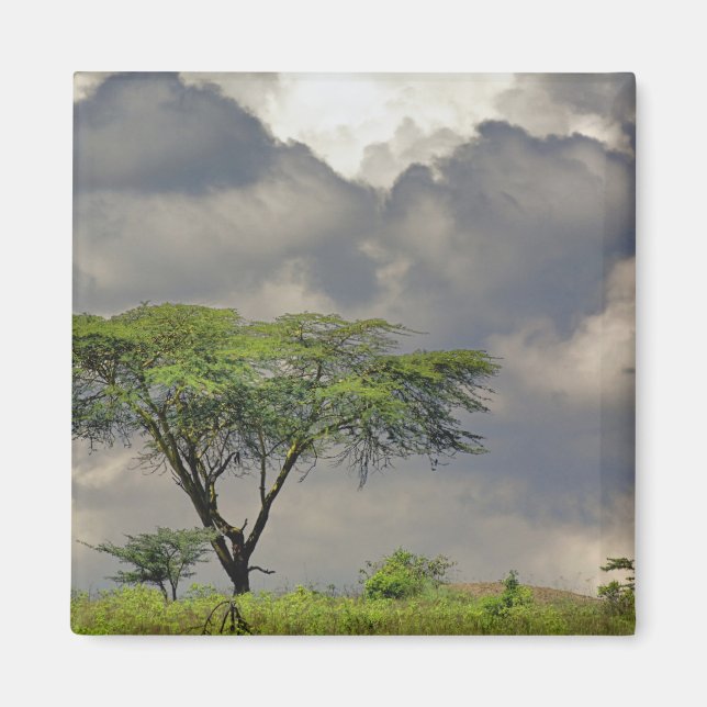 Imán Espina de paraguas Acacia, Acacia tortilis y 2 (Frente)