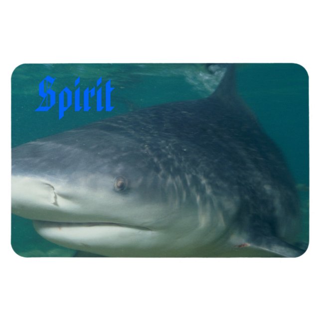 Imán Espíritu de tiburón toro (Horizontal)