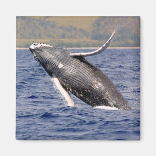 Imán Esplandor de ballenas jorobadas