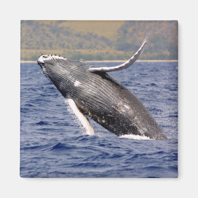 Imán Esplandor de ballenas jorobadas (Frente)