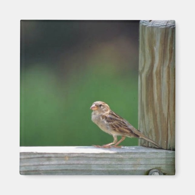 Imán Espuma de la casa (Frente)