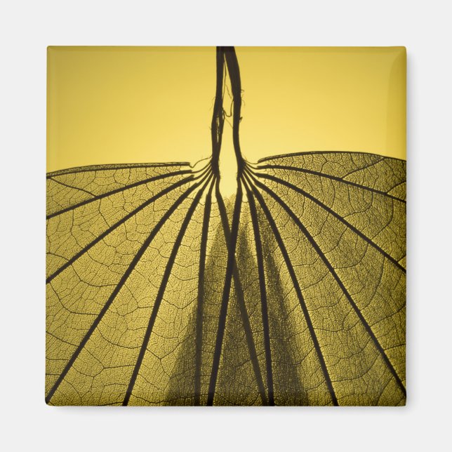 Imán Esqueleto de hojas (Frente)