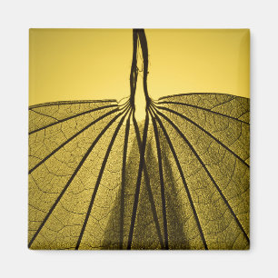 Imán Esqueleto de la hoja