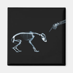 Imán Esqueleto de rayos X de perro malo azul negro
