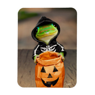 Imán Esqueleto Gecko