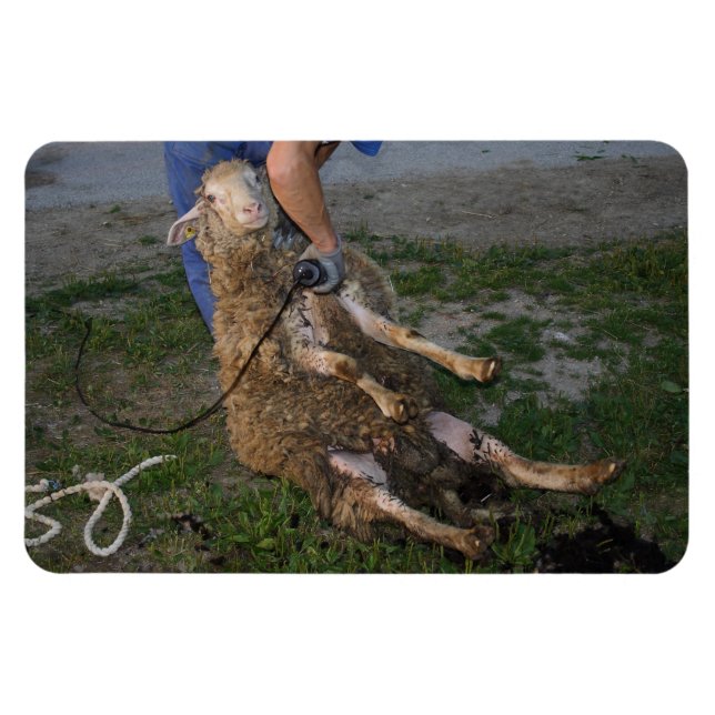 Imán Esquivamiento de ovejas (Horizontal)