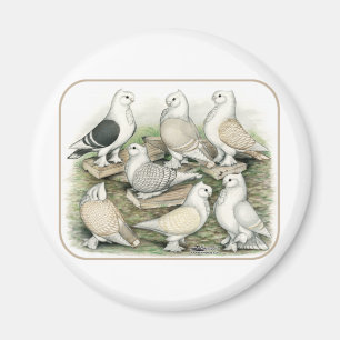 Imán Estacionamientos clásicos de cerdos