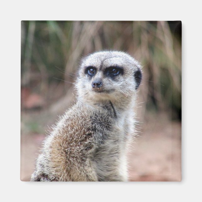 Imán estadía de meerkat (Frente)