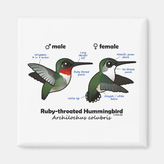 Imán Estadísticas de colibríes con trompeta de rubí