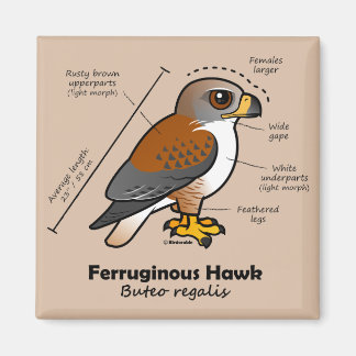 Imán Estadísticas de halcones Ferruginosos
