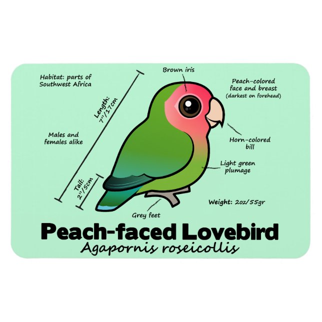 Imán Estadísticas de Peach-face Lovebird (Horizontal)