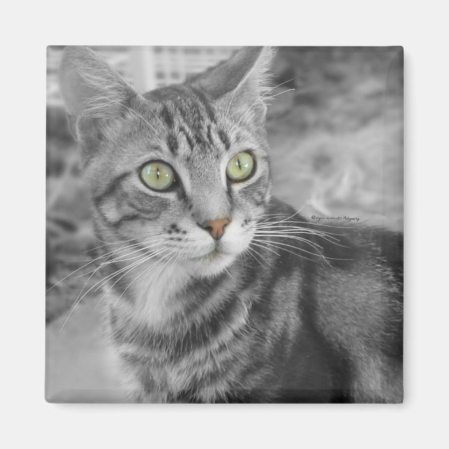 Imán Estado de la maravilla (Frente)