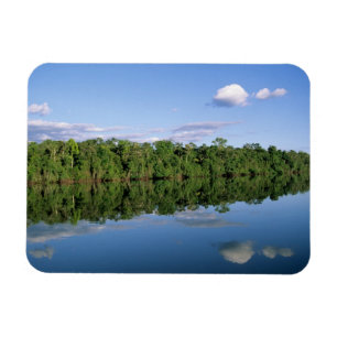 Imán Estado de Mato Grosso, Amazonia, Brasil. Boscoso