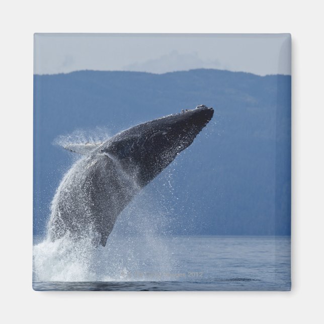 Imán Estados Unidos, Alaska, Angola, ballena jorobada ( (Frente)