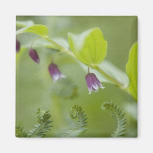 Imán Estados Unidos, Alaska, Parque Nacional Glacier Ba