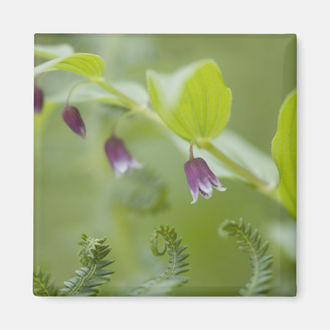 Imán Estados Unidos, Alaska, Parque Nacional Glacier Ba (Frente)
