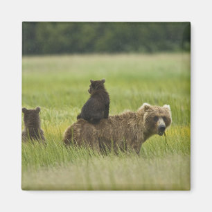 Imán Estados Unidos, Alaska, Parque Nacional Lake Clark