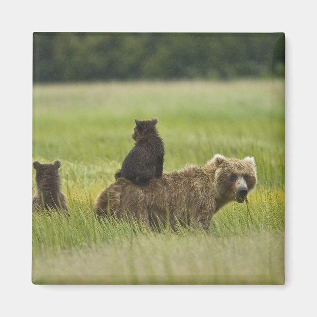 Imán Estados Unidos, Alaska, Parque Nacional Lake Clark (Frente)
