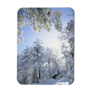 Imán Estados Unidos, California, Bosque Nacional Clevel